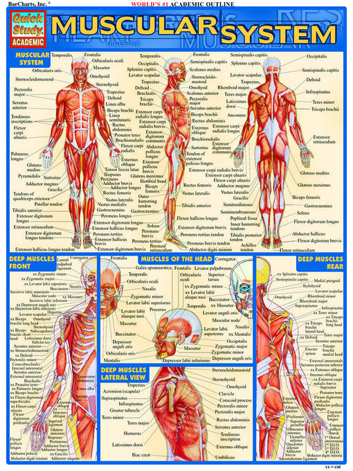 Title details for Muscular System by BarCharts, Inc. - Available